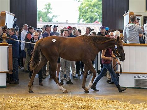 tattersals results|Tattersalls Sale Results.
